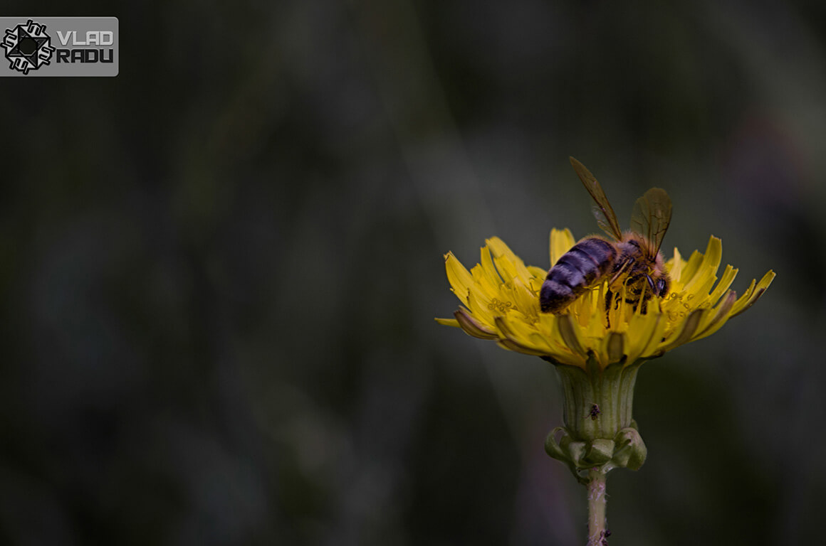 The pace of nature