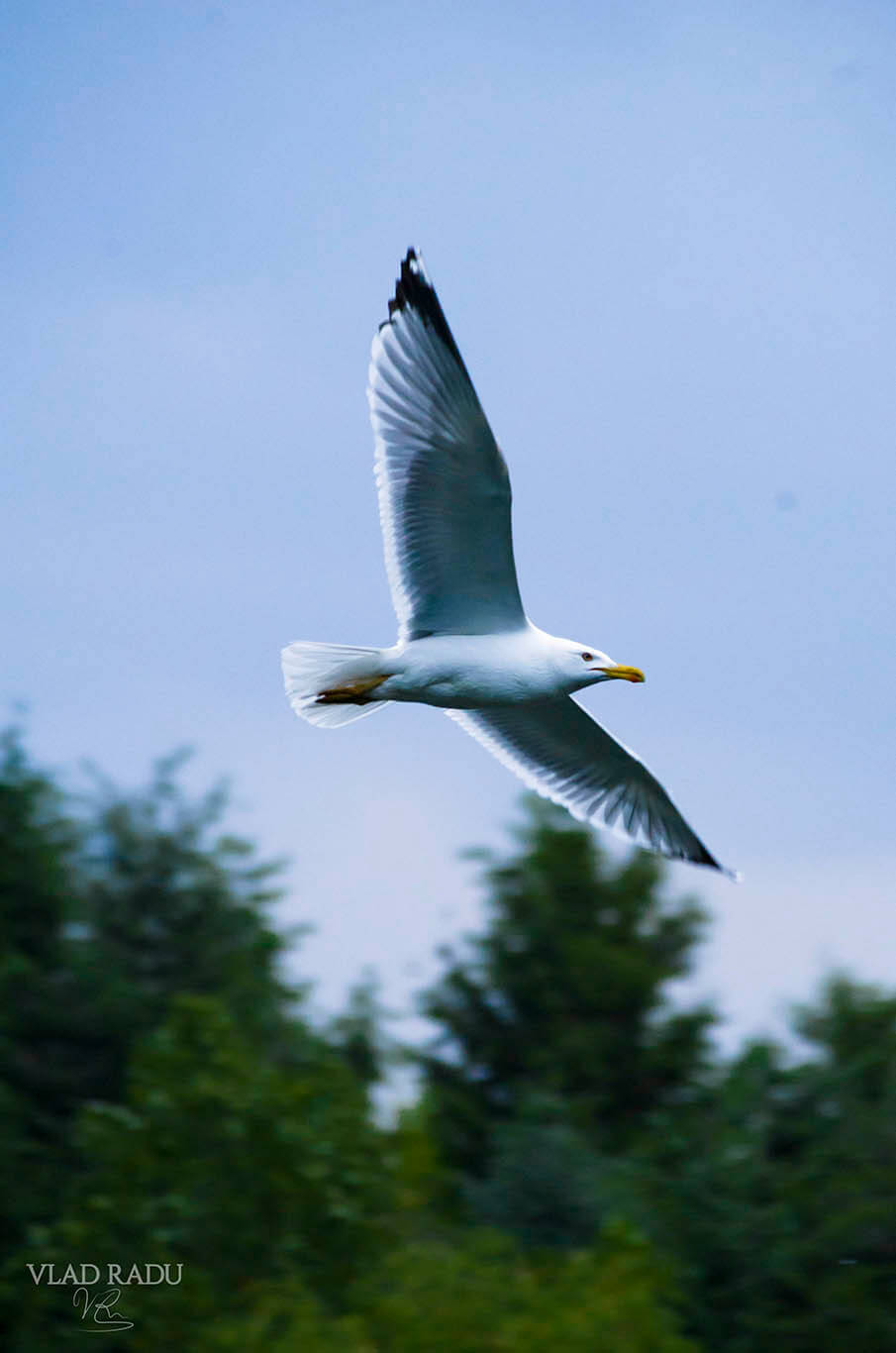 Seagull mid-flight