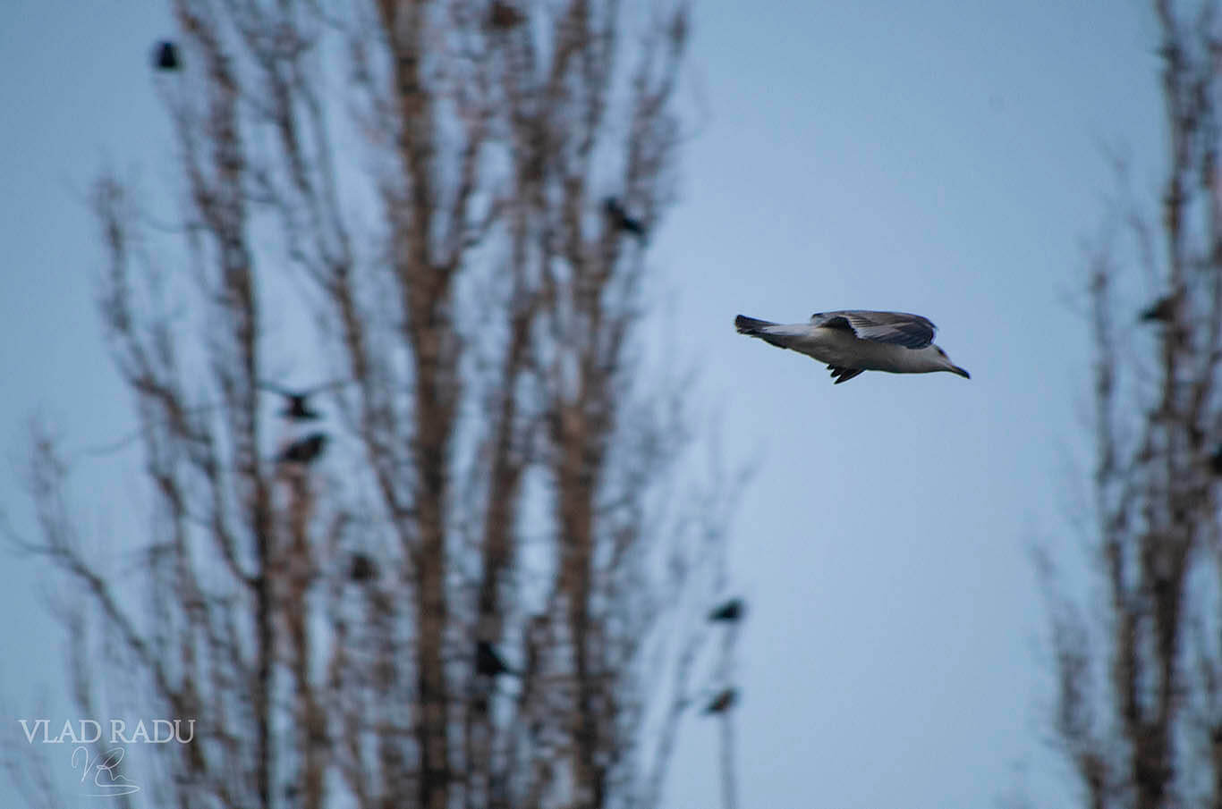 Seagull mid-flight 2.0